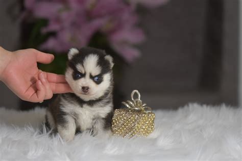 Pomsky Puppies For Sale - Celtic Star - UK Pomsky Breeder