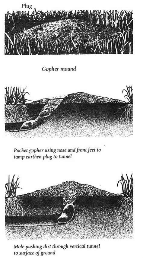 Gopher Mound versus Mole Mound | Vole Bait Stations - Get Rid of Voles ...