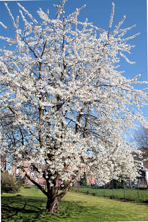 Prunus avium Stella | Wychwood Tasmania