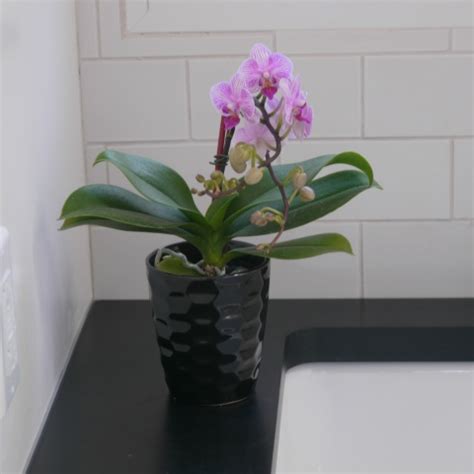 orchid house plant | k--b.org