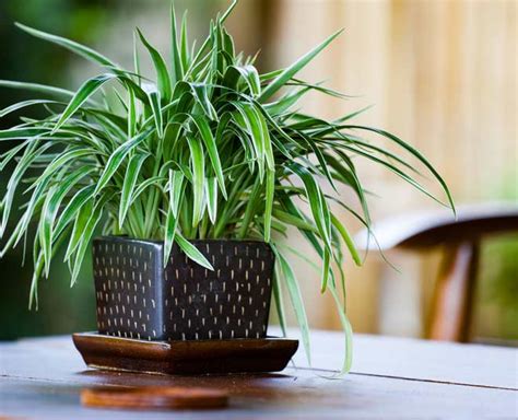 6 Reasons You Should Get A Spider Plant For Your Home | HerZindagi