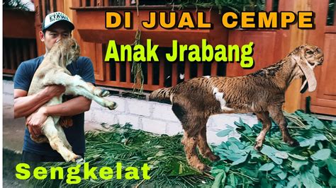 DI JUAL KAMBING PE TERBAIK ‼️ANAK KAMBING JRABANG BETINA 20 JT UMUR 4 BULAN.. - YouTube