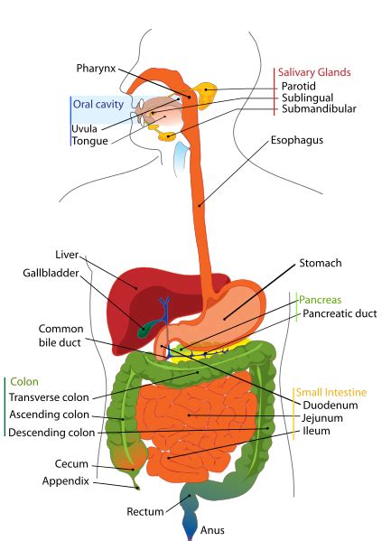 How Enzymes Work In The Digestive System