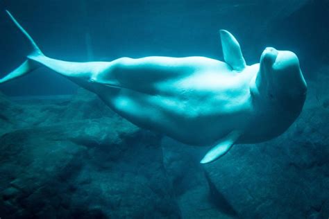 Beluga Whales: A Comprehensive Guide – Ocean Action Hub