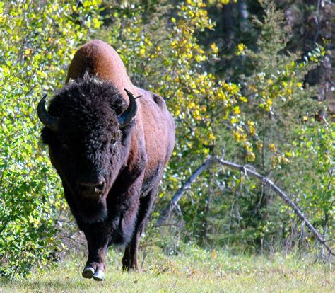 Wood Buffalo National Park at risk of losing international heritage designation - The Globe and Mail