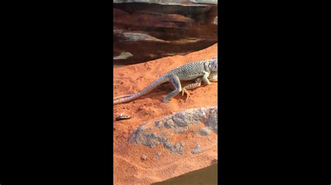 Collared Lizard Mating - YouTube