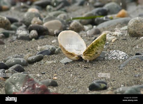 Open Clamshell on Beach Stock Photo - Alamy