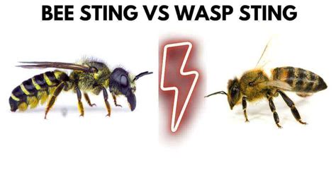 Bee Sting Vs Wasp Sting: Which is dangerous? – Beesstyle