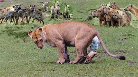 Lions baby was born in Hyenas territory! Hyenas attack Lion cubs After ...