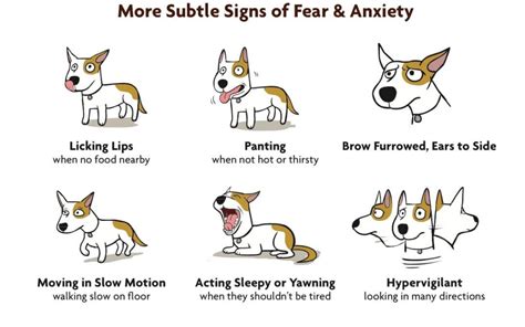 What Are The Signs Of A Fearful Dog