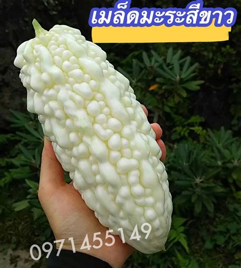 มะระสีขาว เมล็ดมะระสีขาว White Bitter Gourd Seedsบรรจุ 10เมล็ด | Lazada ...