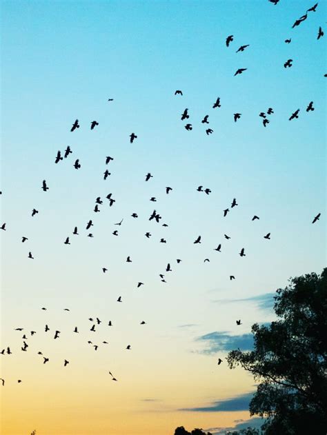 Flock of Crows Symbolism: What Does it Mean? | Sarah Scoop