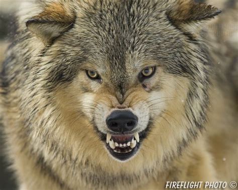 Image result for snarling wolf head | Snarling wolf, Wolf spirit animal ...