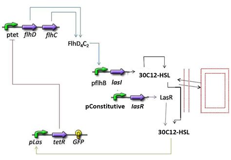 Team:Paris/Project/Synchronisation - 2008.igem.org