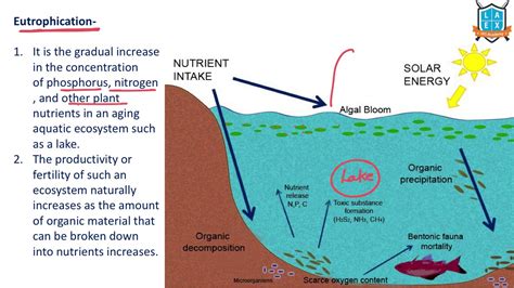 What is Eutrophication ? || Eutrophication అంటే ఏమిటి? || La Excellence - YouTube