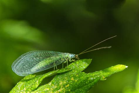 What’s that bug? – Green Lacewing Larvae