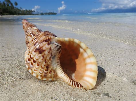 Conch shell horn played for the first time in 18,000 years - Earth.com