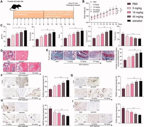 RANK Monoclonal Antibody (9A725) (MA5-16153)