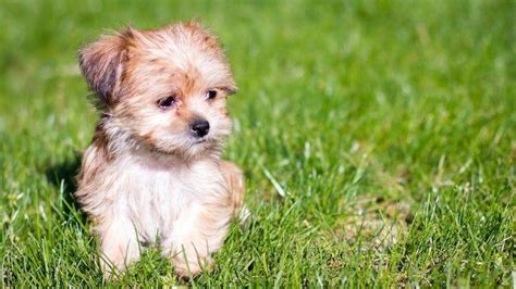 Types of Pomapoo Colors – With Pictures!