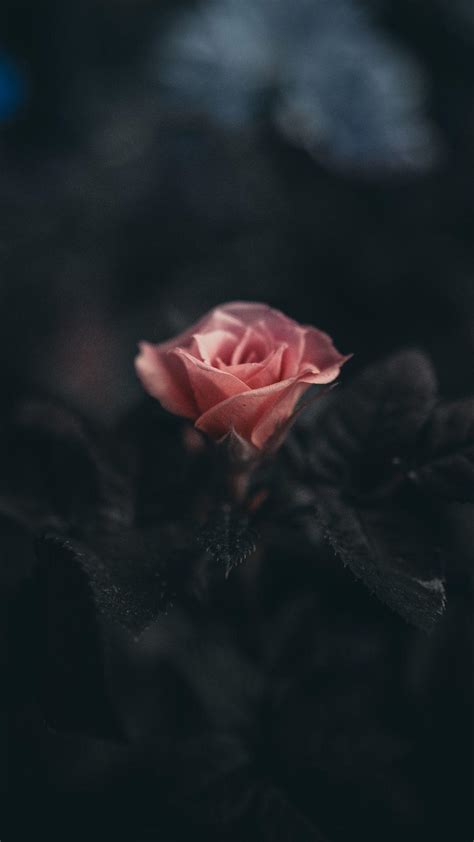 Black Rose Aesthetic Wallpapers - Top Free Black Rose Aesthetic Backgrounds - WallpaperAccess