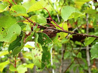 Apricot - Apricot Tree Diseases - Tree Choices