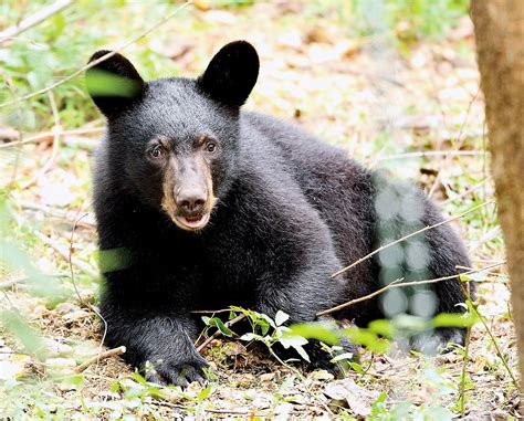 Winter guests; Louisiana black bear cubs to den at ABR as one continues to heal | Community ...