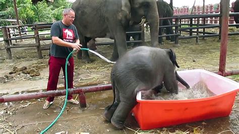 Wildlife officers save a baby elephant trapped in a well