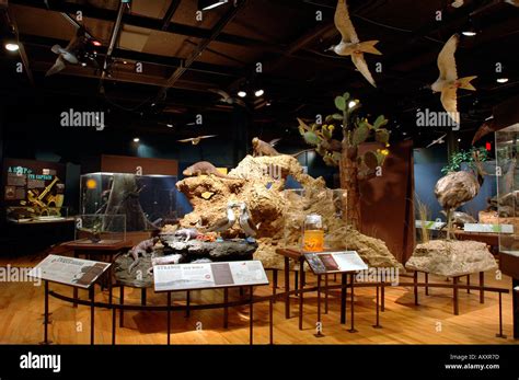 The Darwin Exhibit at The American Museum of Natural History Stock ...