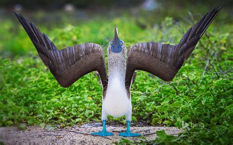 Boobie Wallpaper - National Serengeti Park Parks Tanzania Fiordland ...