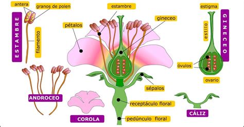 Blog de Biologia : REPRODUCCIÓN SEXUAL DE LAS PLANTAS