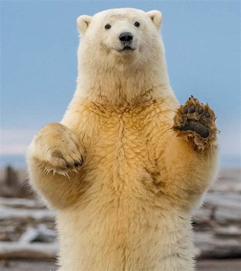 Polar bear caught showing off dance skills in Alaska | Nature | News ...