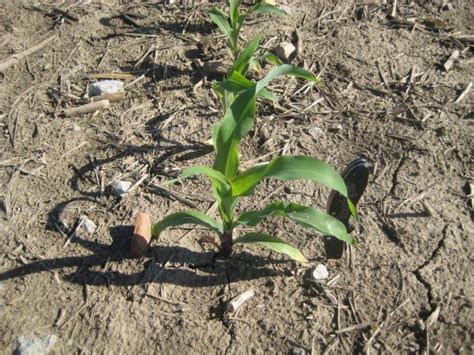 Early stages in the life of a corn plant – Ohio Ag Net | Ohio's Country ...