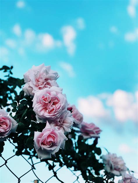 Teal Rose Wallpapers - Top Free Teal Rose Backgrounds - WallpaperAccess