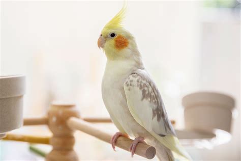 Cockatiel — Full Profile, History, and Care | Cockatiel, Pet birds, Avian veterinarian