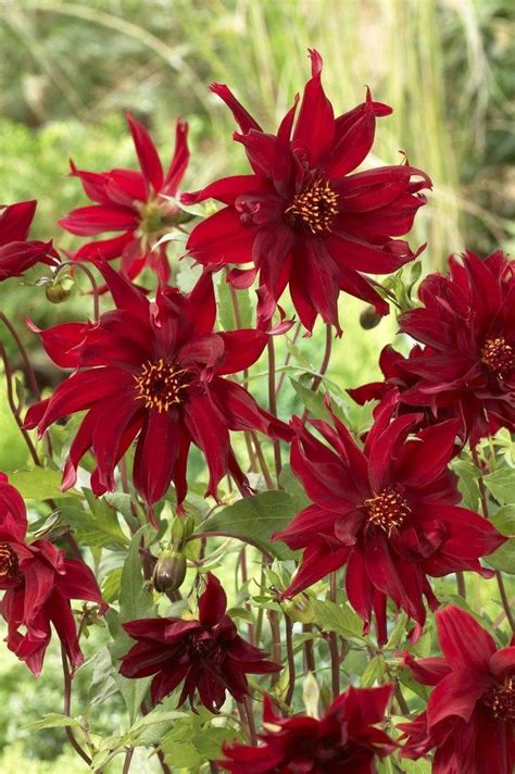 A warm, deep red dahlia. Dahlia Ragged Robin is an unusual form with ...