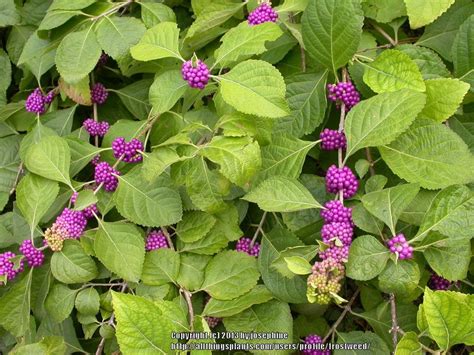 American Beautyberry, Callicarpa americana: Love those vivid purple ...