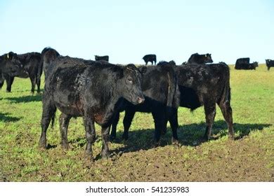 Aberdeen Angus Cattle Farm West Sussex Stock Photo 541235983 | Shutterstock