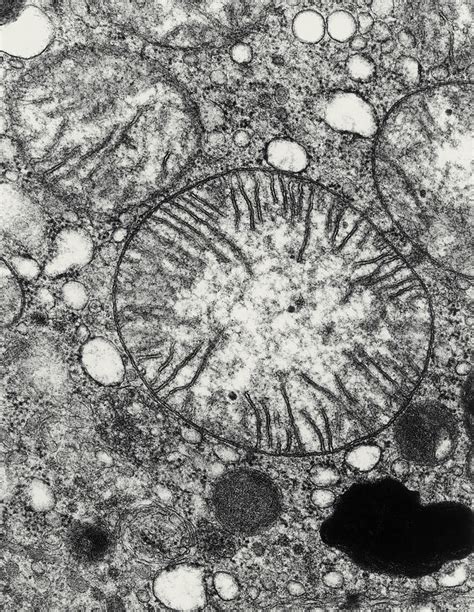 Transmission Electron Micrograph Of Mitochondria Photograph by Dr Gopal Murti