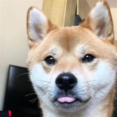 Cute doge being a cute doge : r/aww