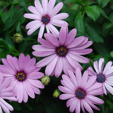 Purple Daisy Symbolic Meaning