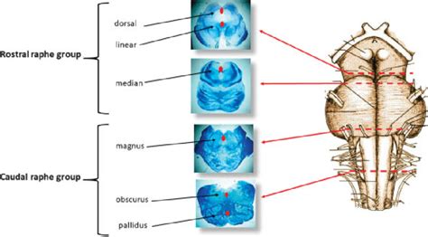 Schematic representation of the localization of the raphe nuclei in the... | Download Scientific ...