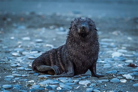 What is a Pinniped? - WorldAtlas.com