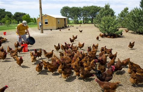 Prairie Pride Poultry – Nebraska Food Cooperative