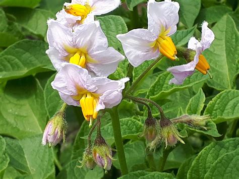 Beautiful Potato Flowers : r/gardening