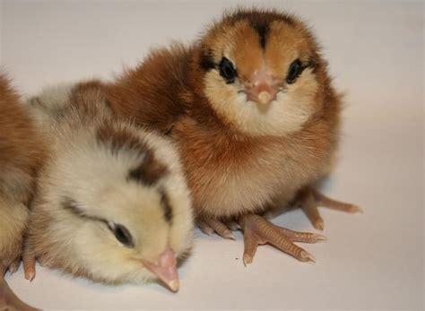 For Sale - TX - Easter Egger Chicks (Pick up only!) | Easter eggers, Chicks, Chickens and roosters