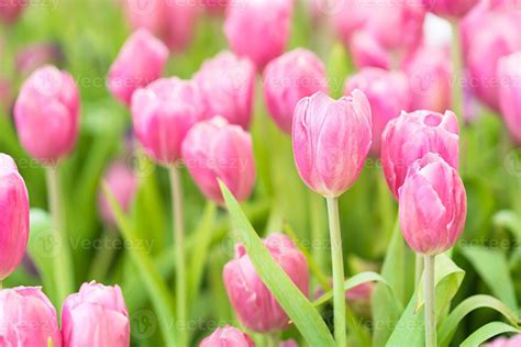 Pink tulips in the garden 11388699 Stock Photo at Vecteezy