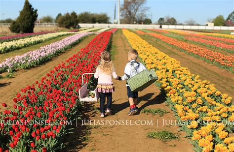 Texas Tulips in Pilot Point | Frisco Photographer » Julia Sponsel ...