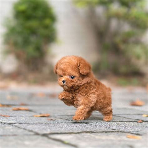 Adorable Teacup Poodles