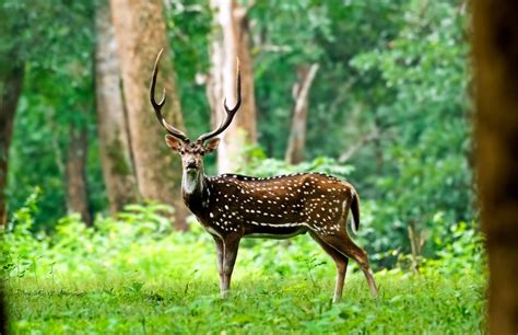 Tholpetty Wildlife Sanctuary in Wayanad – All You Need to Know