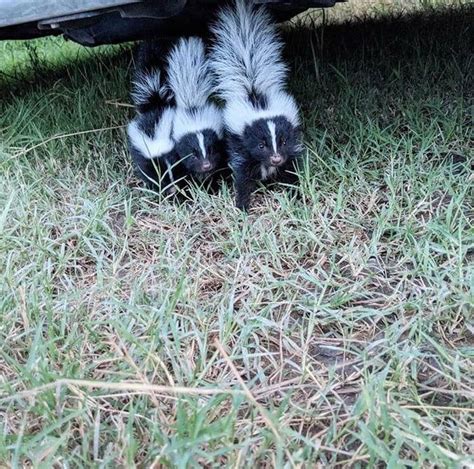 Found these baby skunks in my backyard! I didn’t chase them they came ...